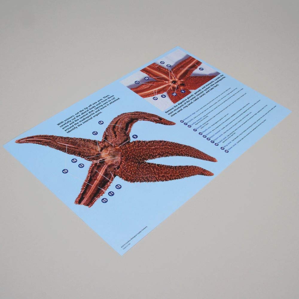 Premium Carolina Starfish Dissection Mat - Durable Non-Slip Lab Mat for Biology Classrooms & Marine Science Studies - Perfect for High School Dissections & Homeschool Science Projects