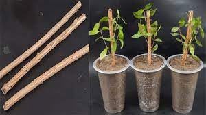 RRK Henna Mehndi Cone Cutting Wood (5pcs) - Natural Mehndi Cone Molds for Henna Tattoo Art, DIY Body Painting & Plant Propagation - Perfect for Weddings, Festivals & Home Gardening