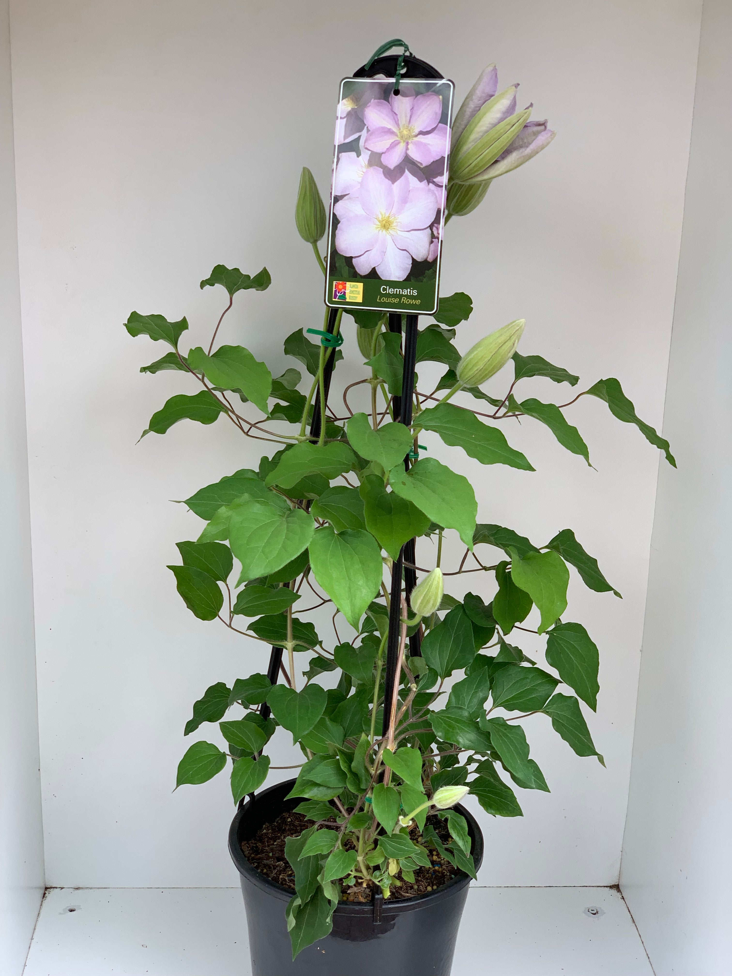 Clematis 'Louise Rowe' - Premium Climbing Flower Plant for Gardens, Fences & Trellises | Perfect for Outdoor Landscaping & Vertical Gardening