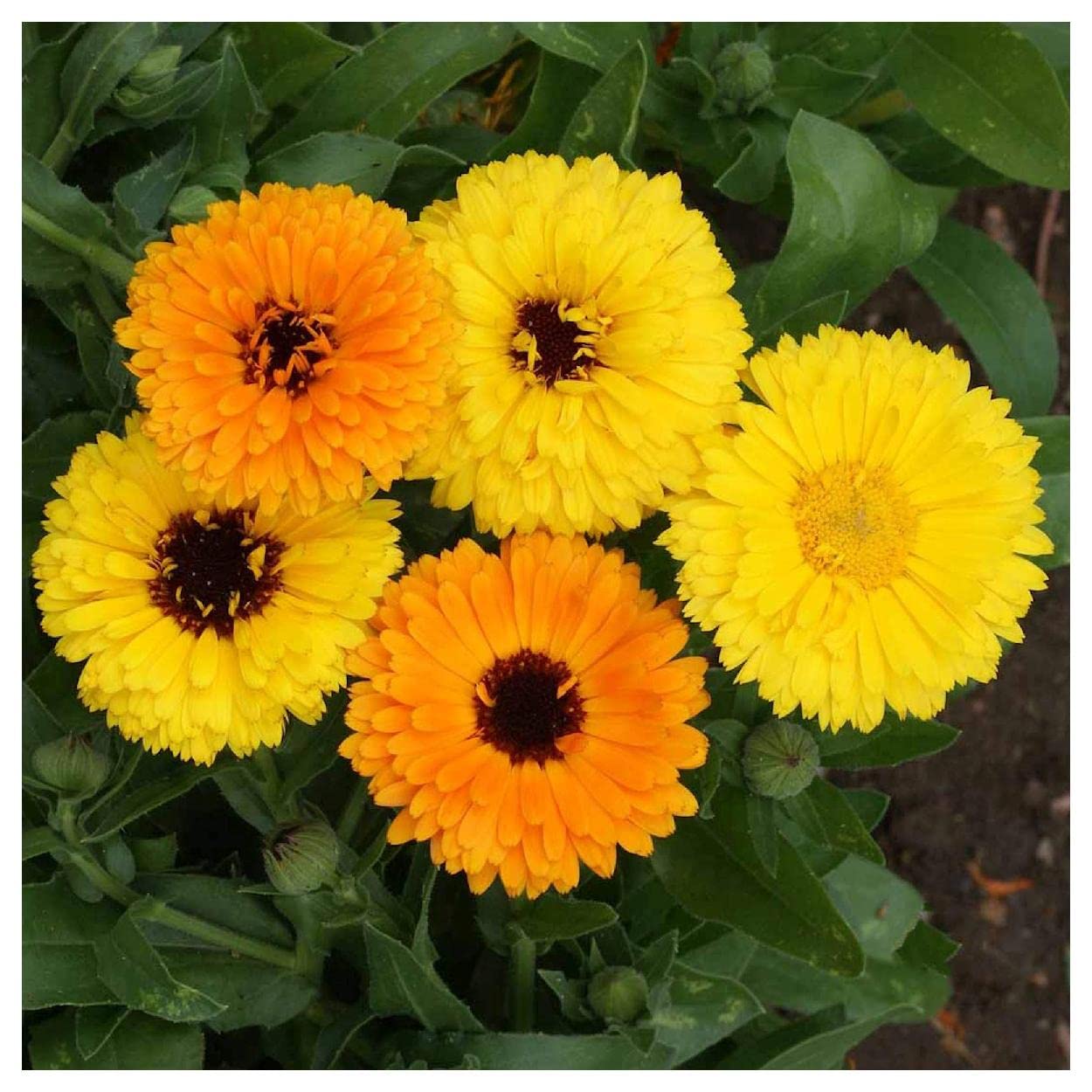 Everwilde Farms - 500 Fiesta Gitana Calendula Wildflower Seeds - Gold Vault Jumbo Seed Packet for Garden Planting, Landscaping & Pollinator Gardens