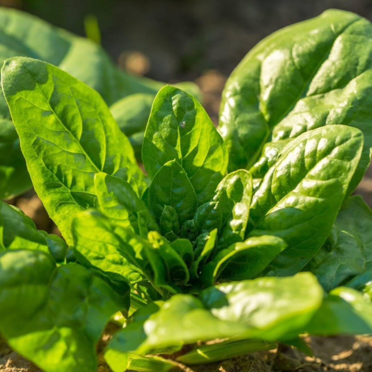 Noble Giant Spinach Seeds - 200+ Count - Non-GMO Heirloom, Slow Bolting, Cold Hardy for 2025 Planting | Perfect for Home Garden, Patio Farm & Healthy Green Leaf Salad | Grow Fresh Vegetables Year-Round