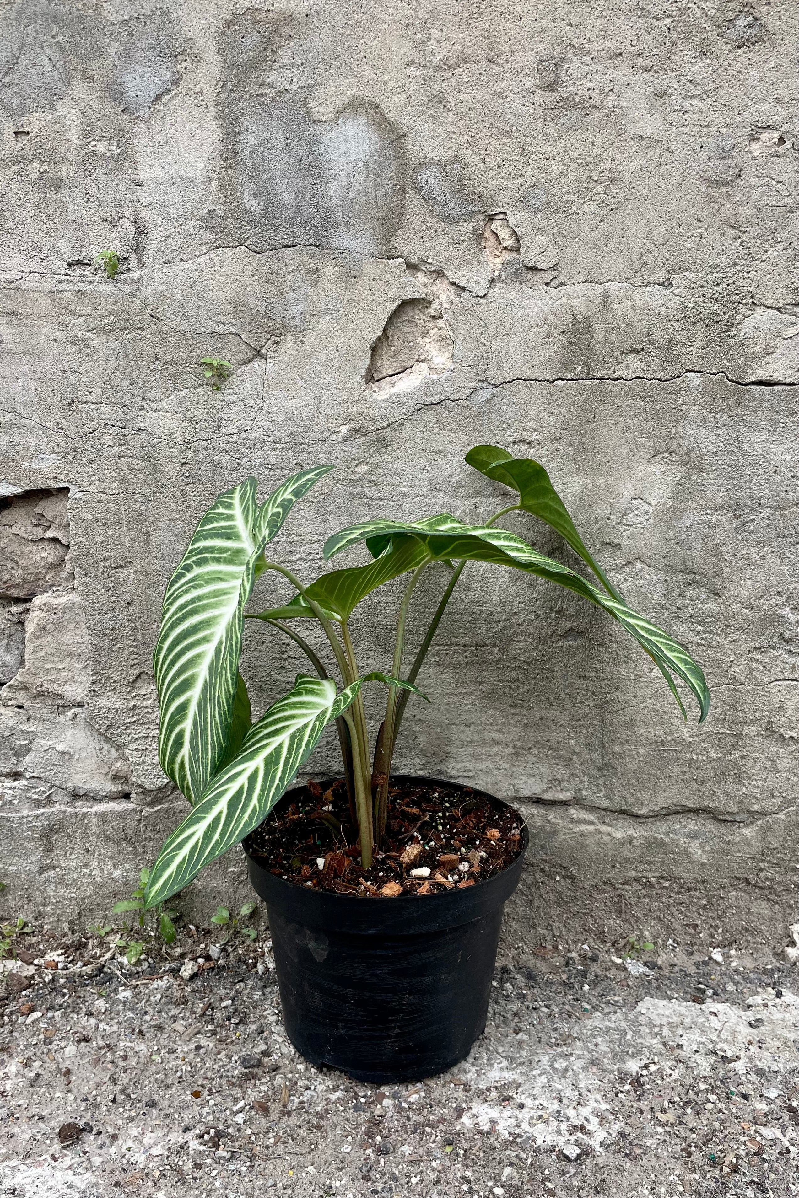 Caladium Lindenii (Angel Wings) - 8 Inch Live Plant for Indoor & Outdoor Decor | Perfect for Home, Office, and Garden Landscaping