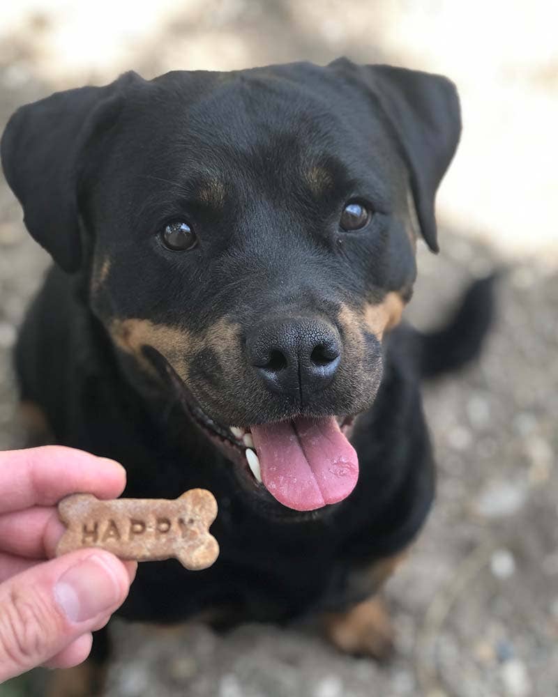 Healthy Honey Mini Bone Dog Treats - All-Natural, Grain-Free Training Snacks for Small & Medium Dogs - Perfect for Training, Rewards & Dental Health