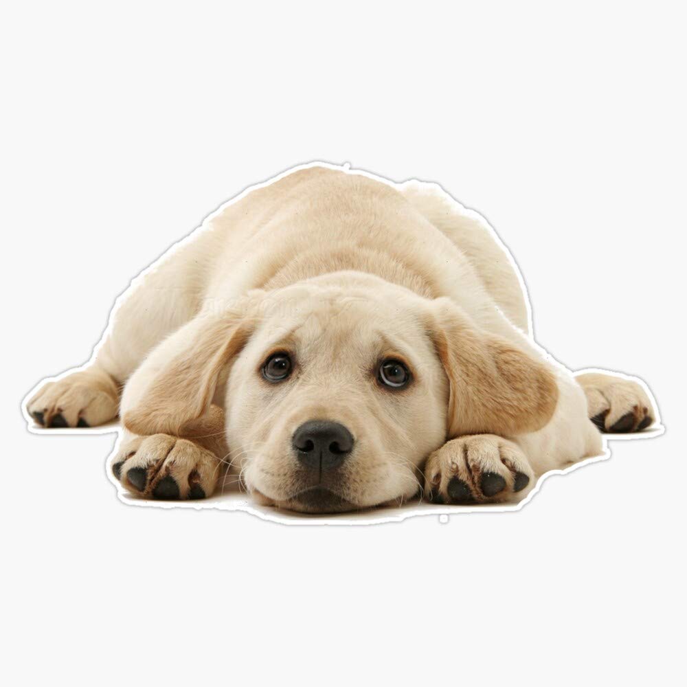 Yellow Lab Puppy Vinyl Waterproof Sticker - 5
