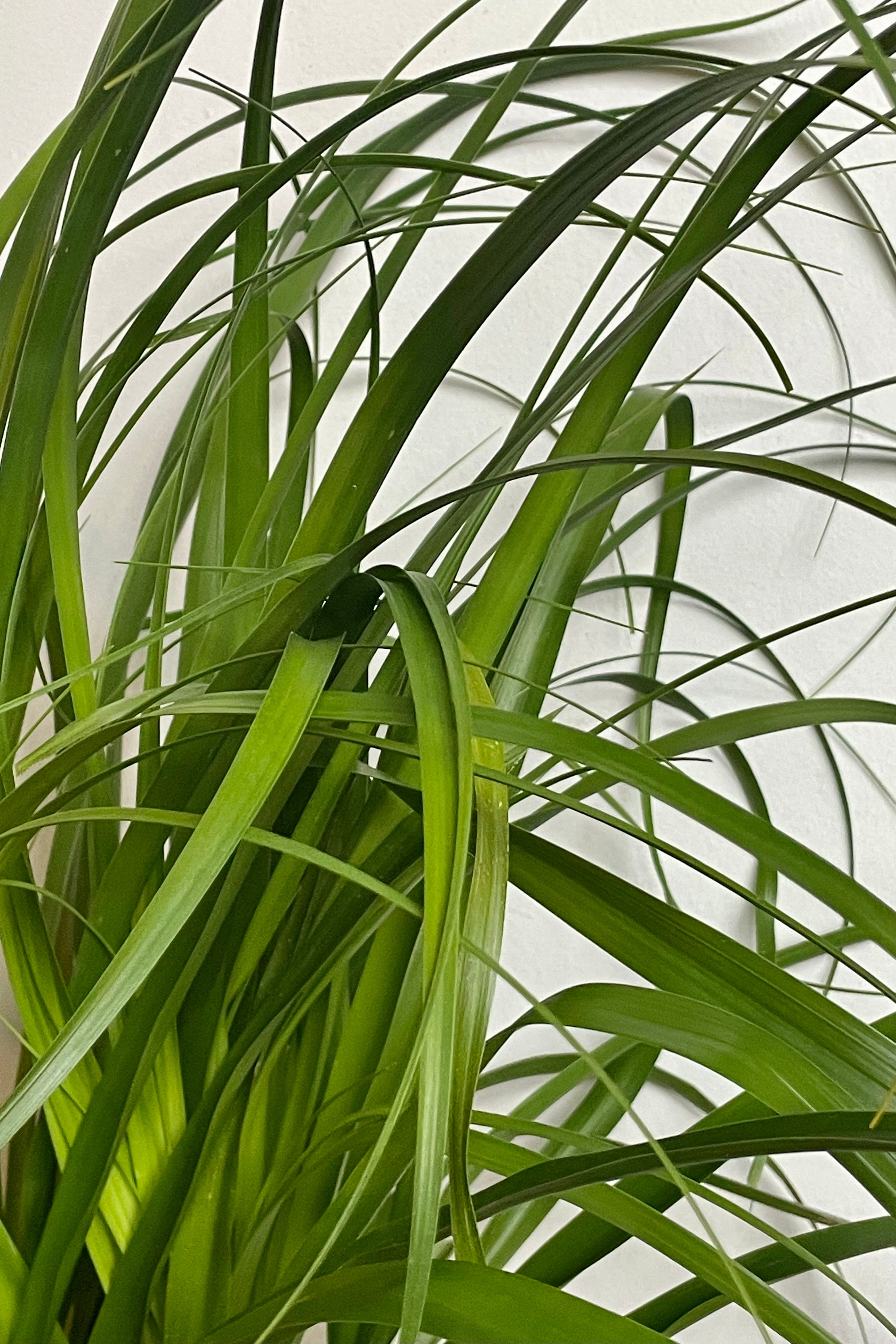 Beaucarnea Recurvata Ponytail Palm - 10 Inch Stump - Low Maintenance Indoor Houseplant for Home, Office, and Garden Decor
