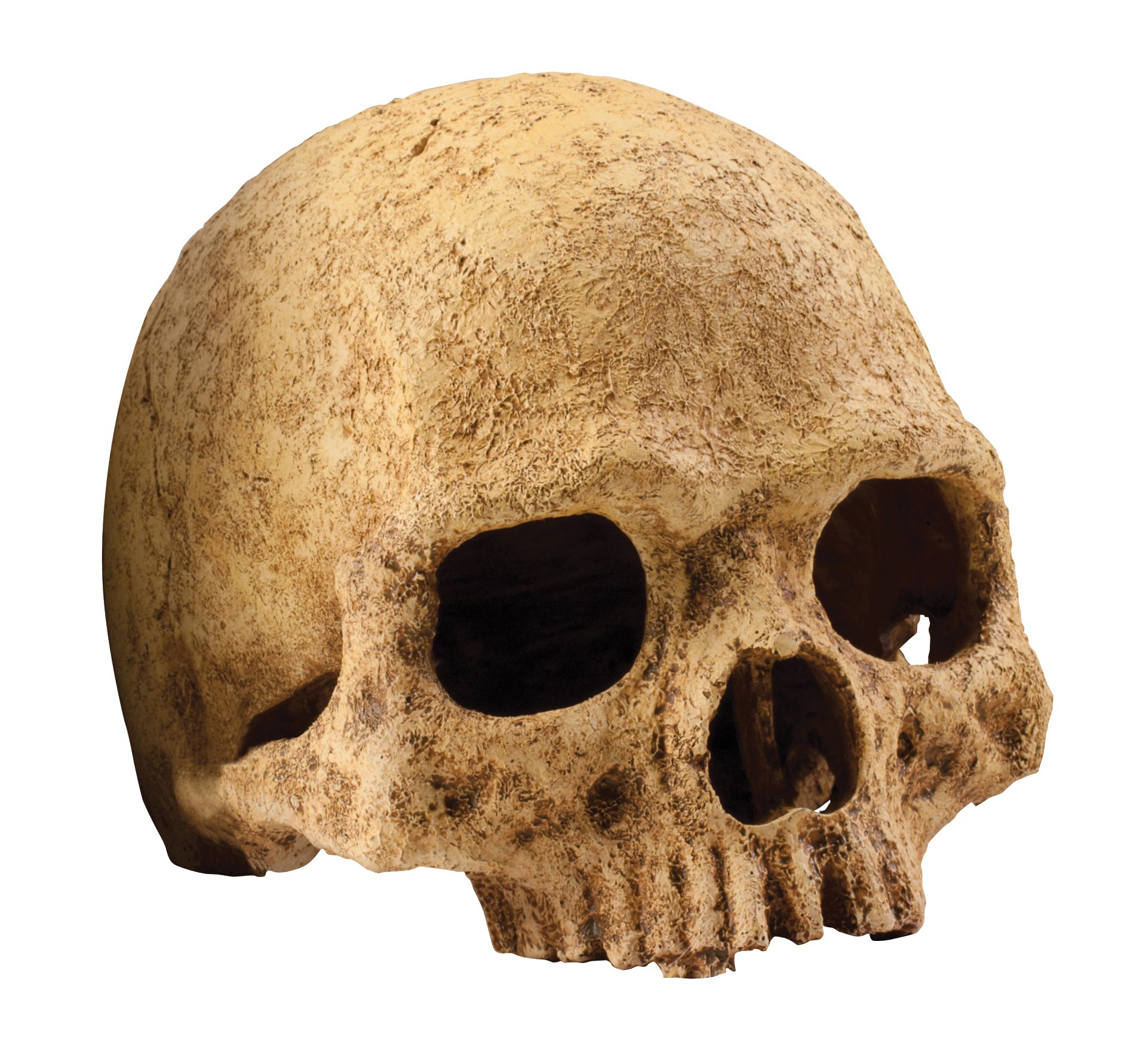 Exo Terra Primate Skull Terrarium Decor - Realistic Reptile Habitat Ornament for Geckos, Snakes & Lizards - Perfect for Jungle, Desert & Gothic Terrarium Themes