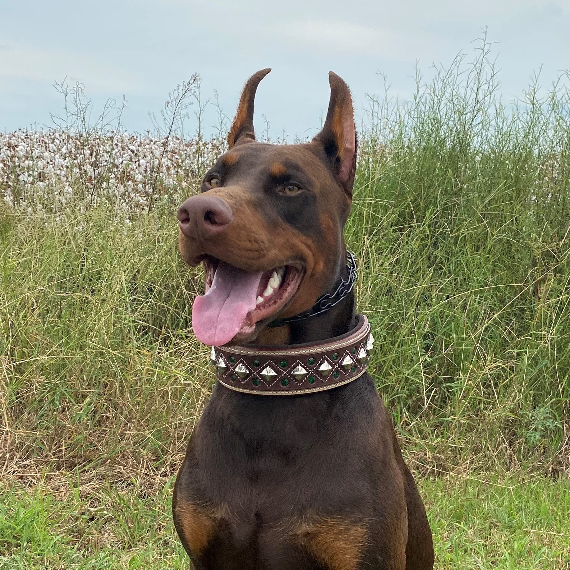 Premium XXL Dog Collar - 2