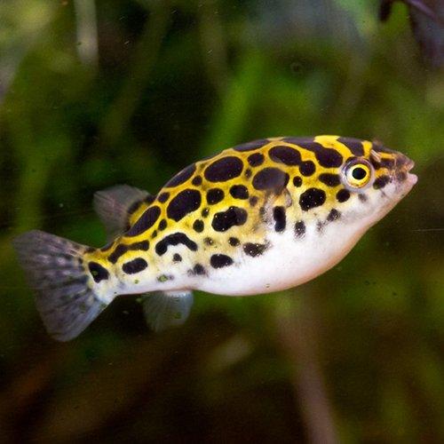 Green Puffer Fish (Tetraodon fluviatilis) - Freshwater Aquarium Fish for Home & Office Tanks | Perfect for Aquatic Enthusiasts & Beginners