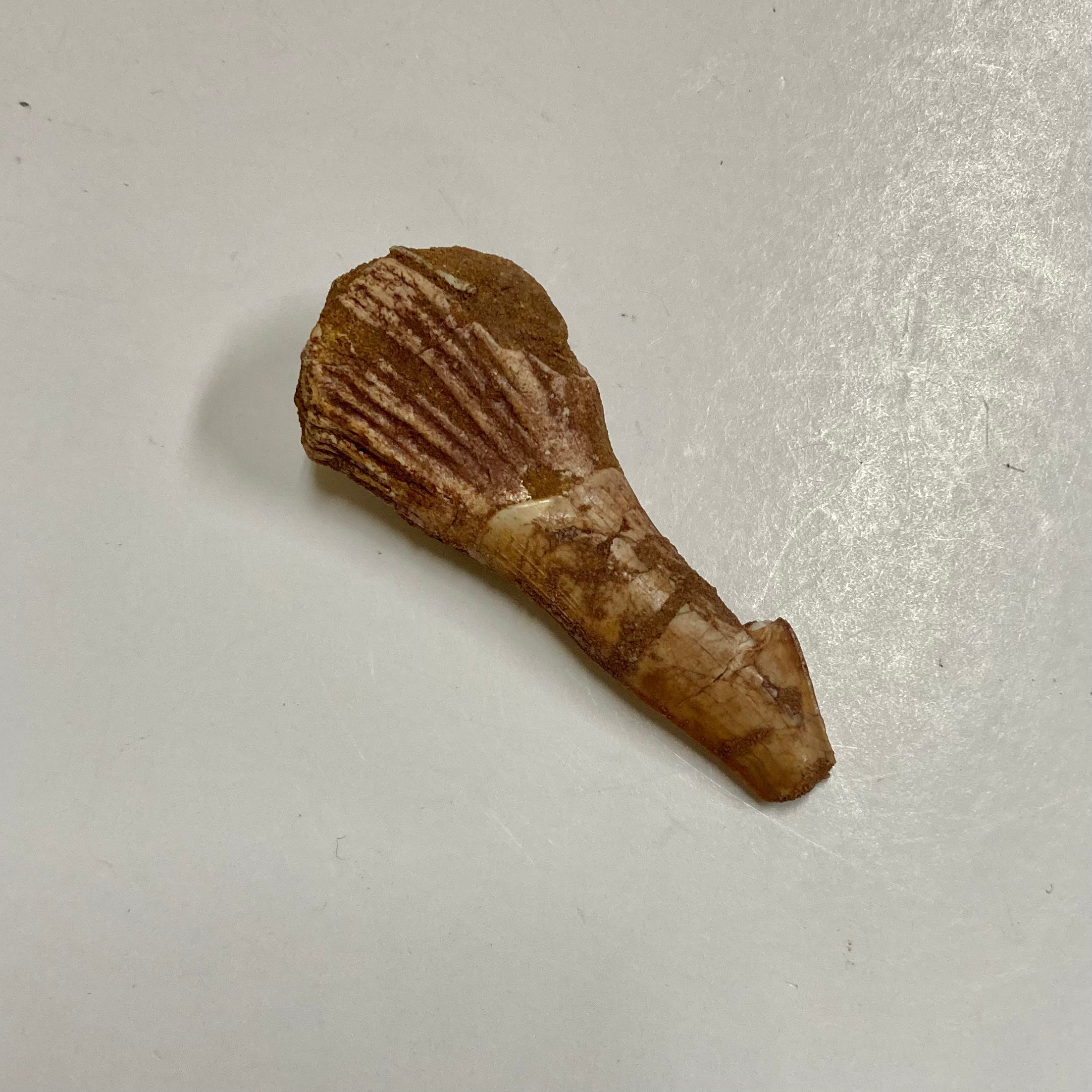 Sawfish Rostral Tooth - Genuine Fossil Collectible for Marine Enthusiasts & Science Education | Perfect for Home Decor, Classroom Display, and Unique Gift Ideas