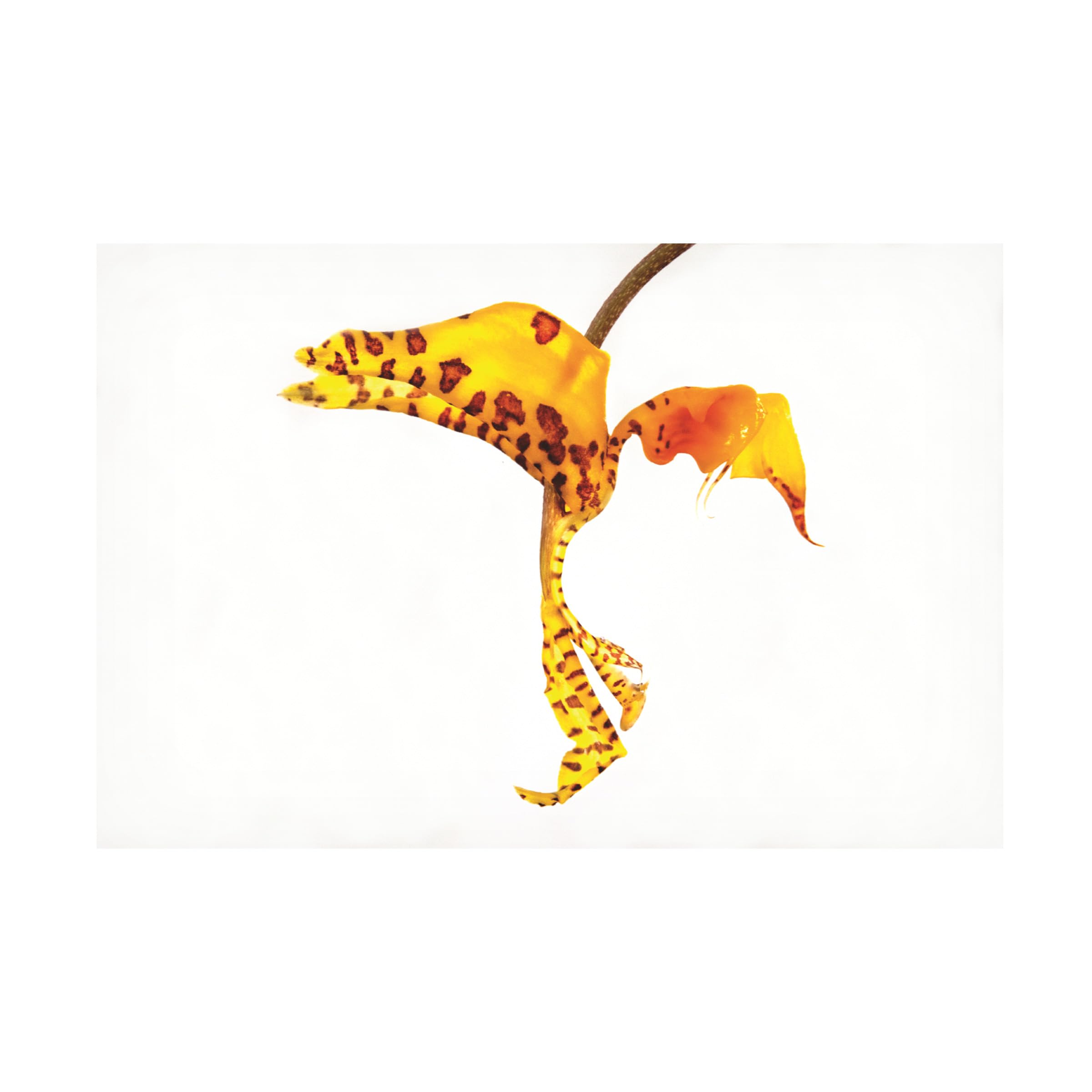 Exotic Yellow Orchid Canvas Wall Art Print by Kurt Shaffer - Tropical Floral Photography for Home & Office Decor - Perfect for Living Room, Bedroom, or Gift