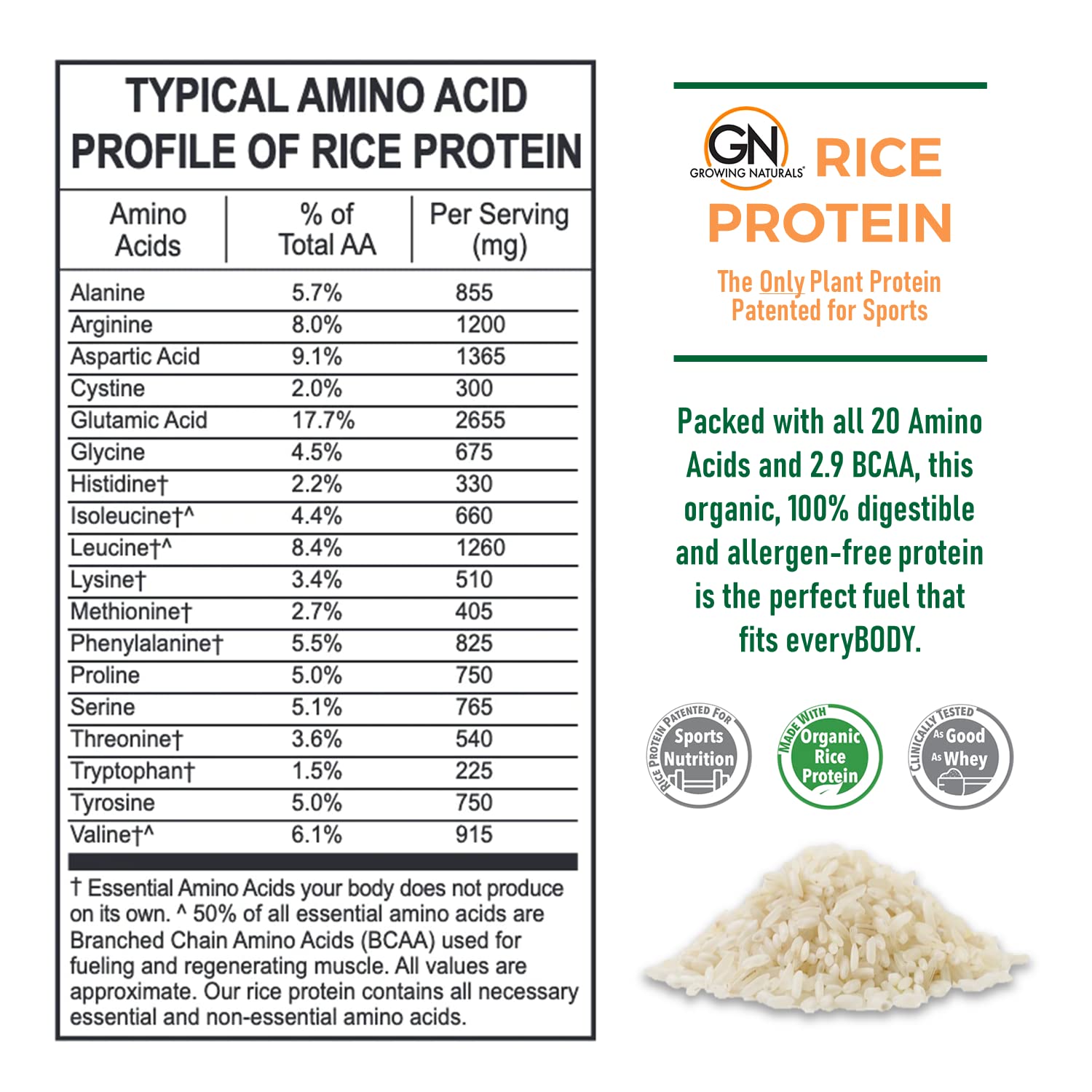 Organic Premium Rice Protein Powder - Chocolate Flavor, Non-GMO, Vegan, 16.8oz (476g) | Plant-Based Protein Supplement for Smoothies, Baking & Post-Workout Recovery