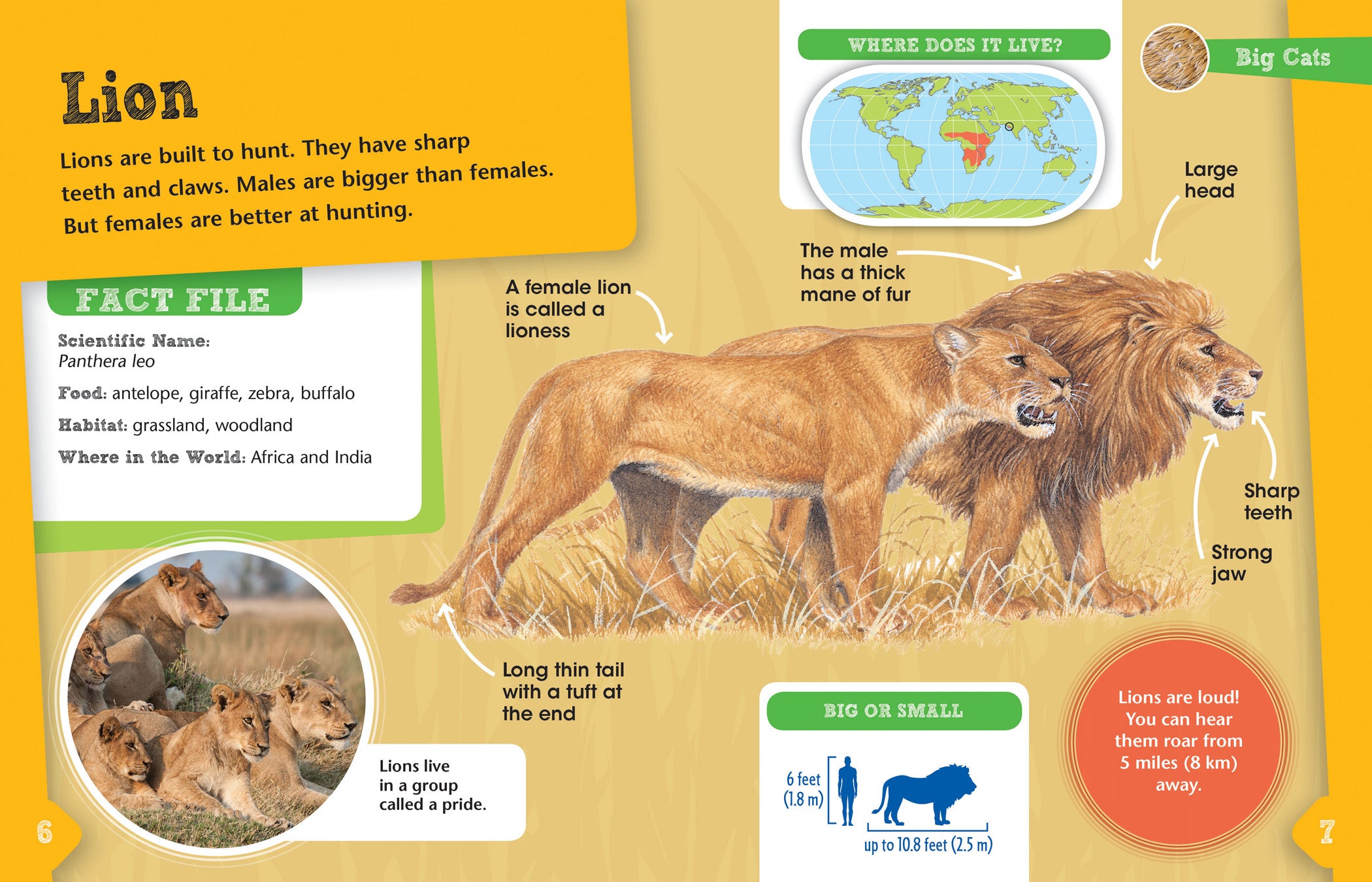 Big Cats Animal Detectives - Fun Educational Kids Book for Wildlife & Science Learning - Perfect for Classroom, Homeschool & Bedtime Reading