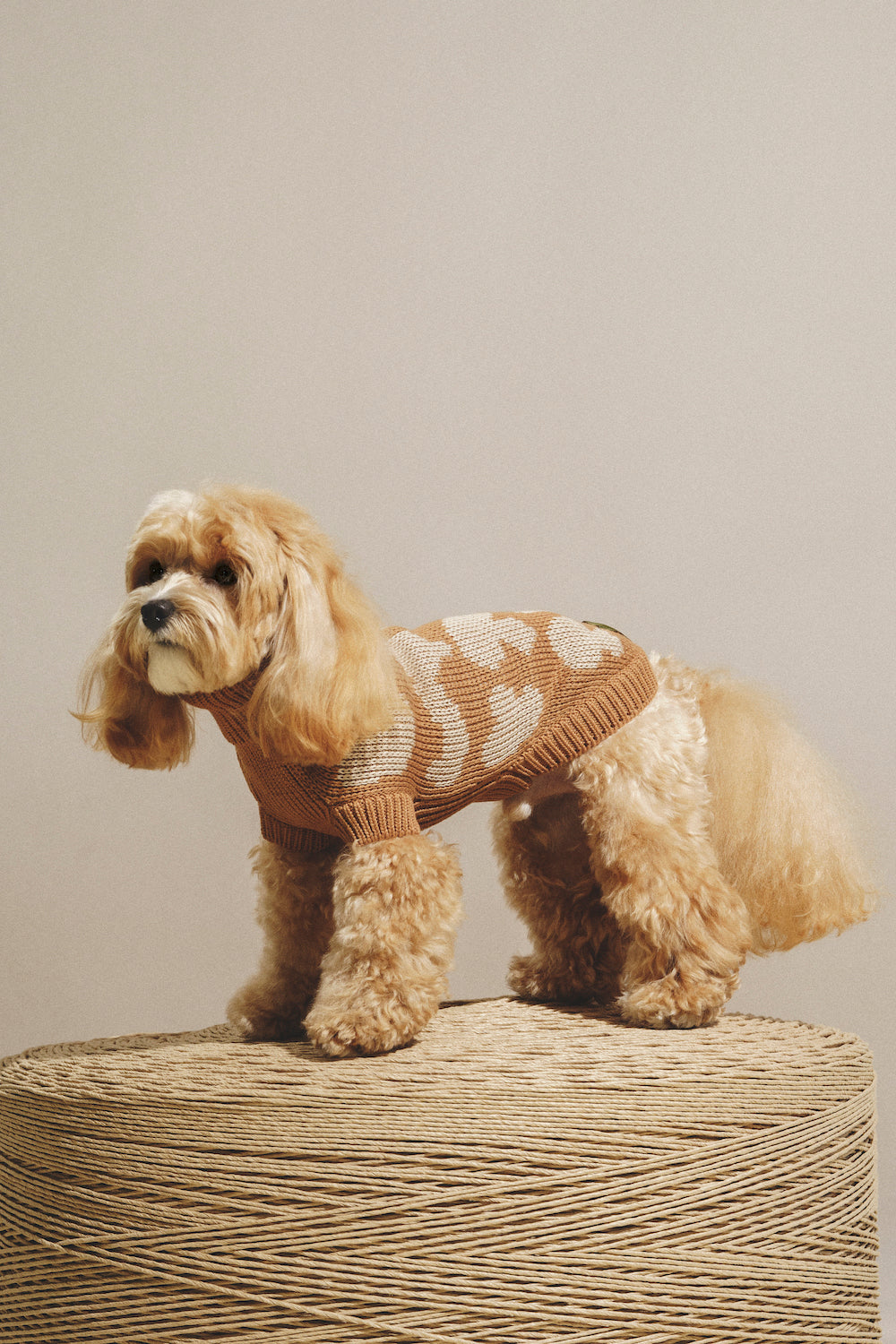 Ginger