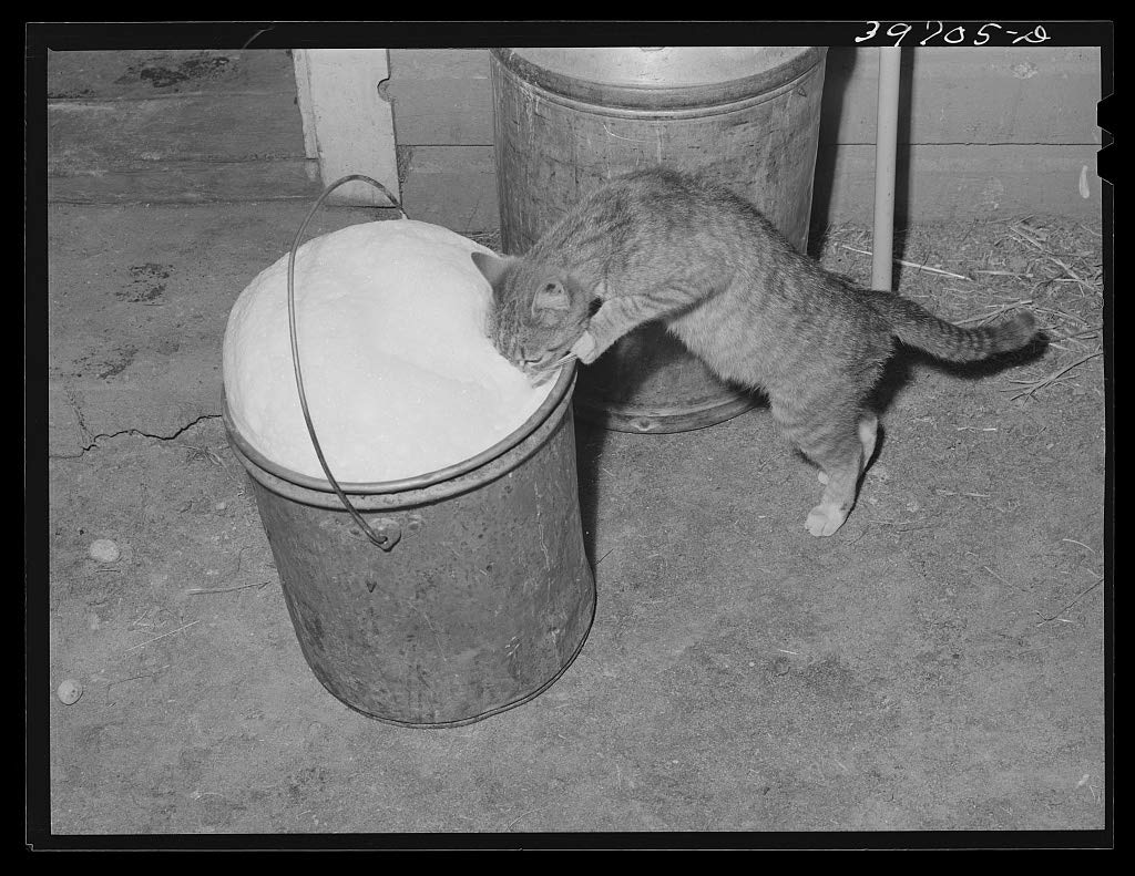 Premium Cat Drinking Foamy Fresh Milk Canvas Wall Art - 20