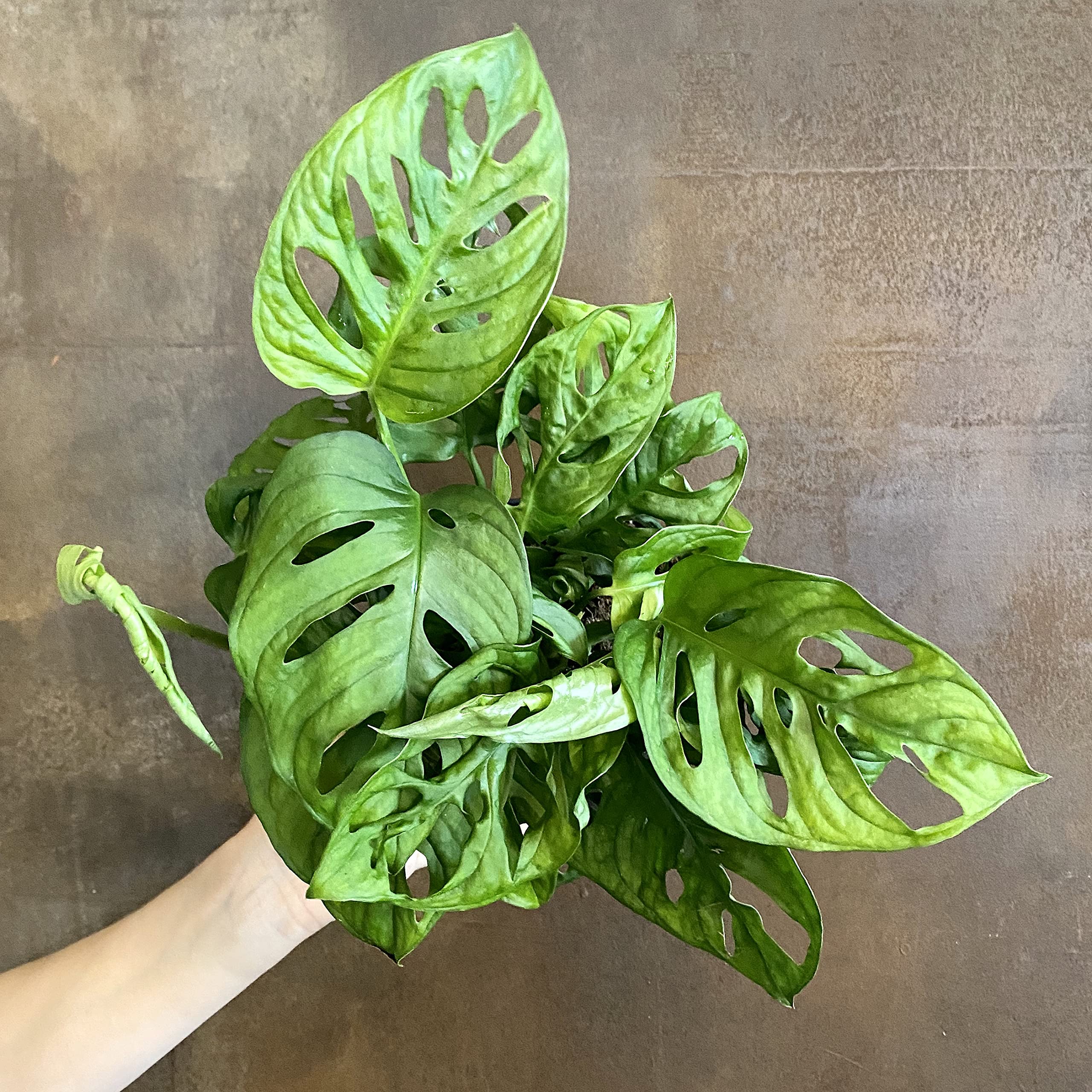 Monstera Adansonii Swiss Cheese Plant - 5 Live Plants in 4 Inch Hanging Pots - Easy to Grow Air Purifying Indoor Houseplant for Home, Office, or Garden Decor