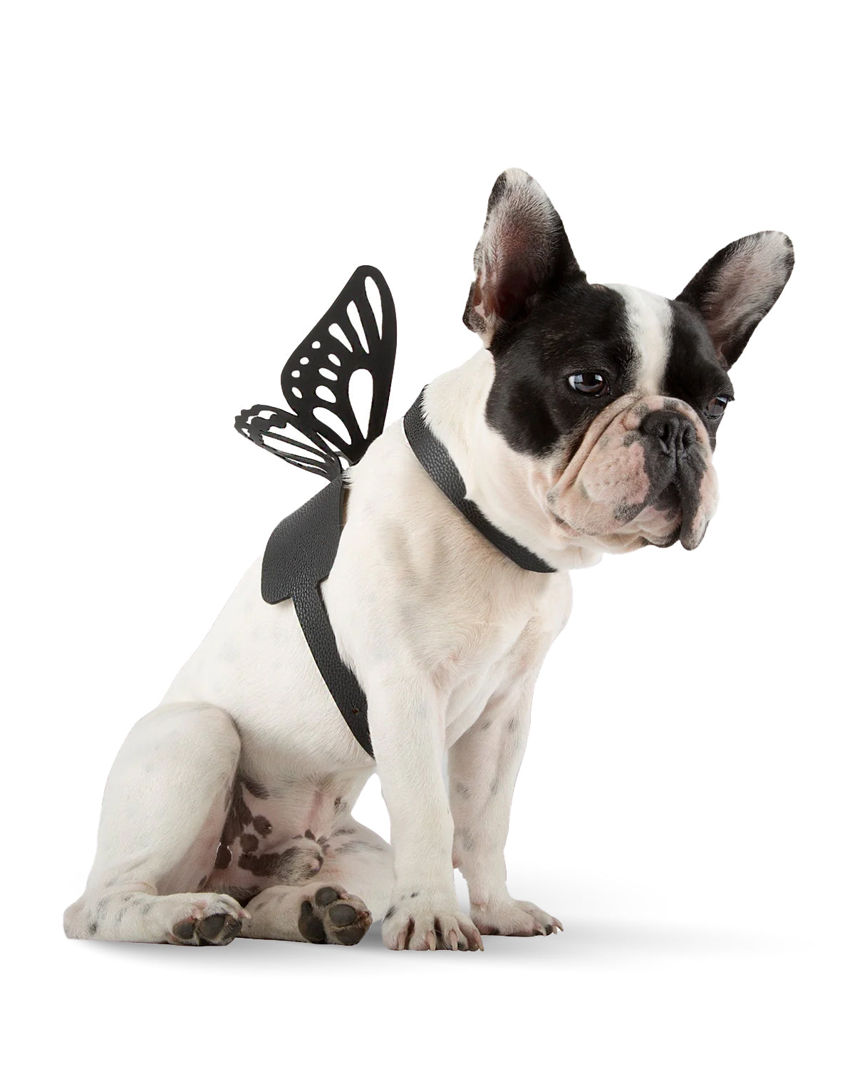 Butterfly Effect No-Pull Dog Harness - Adjustable Reflective Pet Vest for Small Medium Large Dogs - Perfect for Walking, Running & Outdoor Adventures