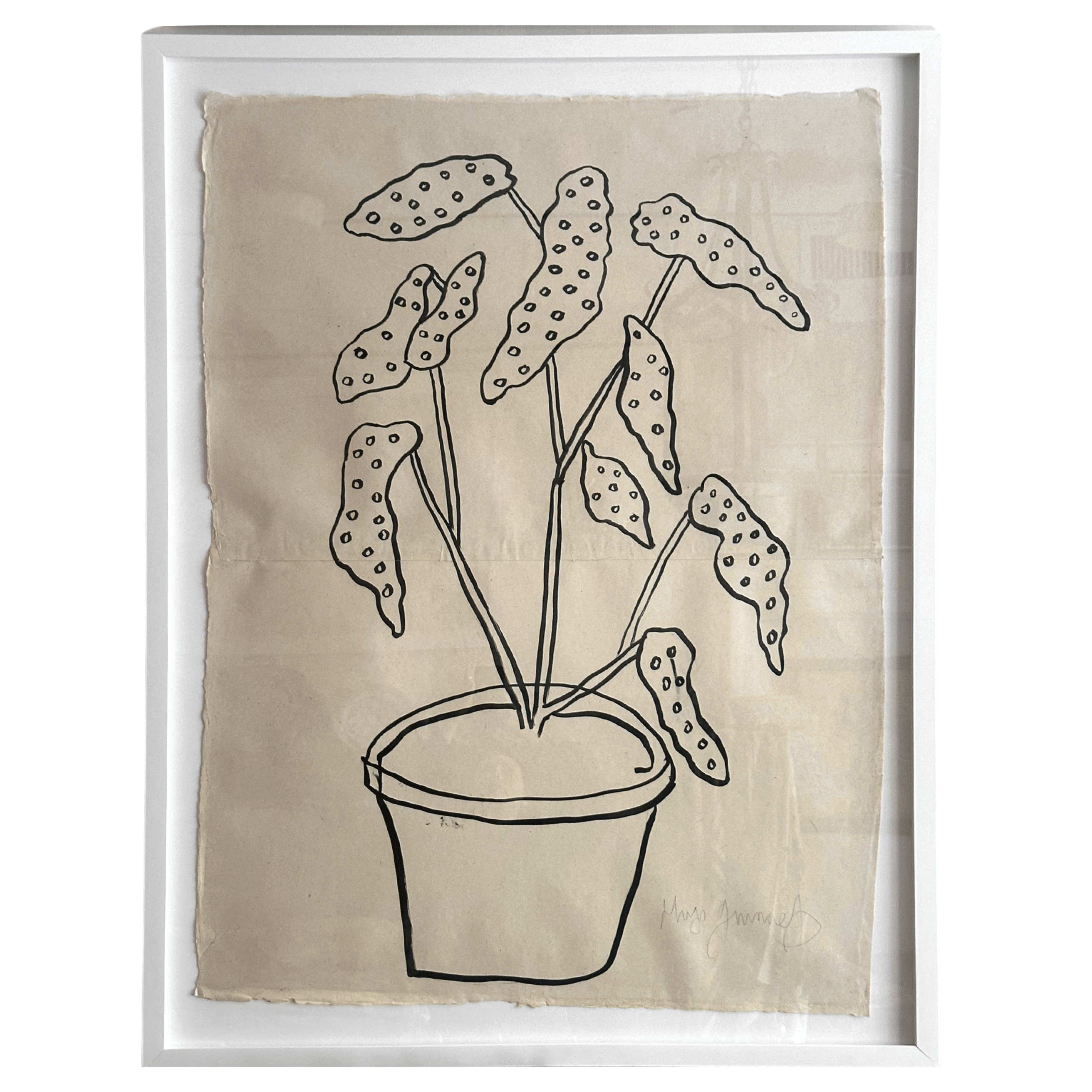 Spotted Indoor House Plants - Low Maintenance Live Plants for Home & Office Decor | Perfect for Living Room, Bedroom, and Workspace