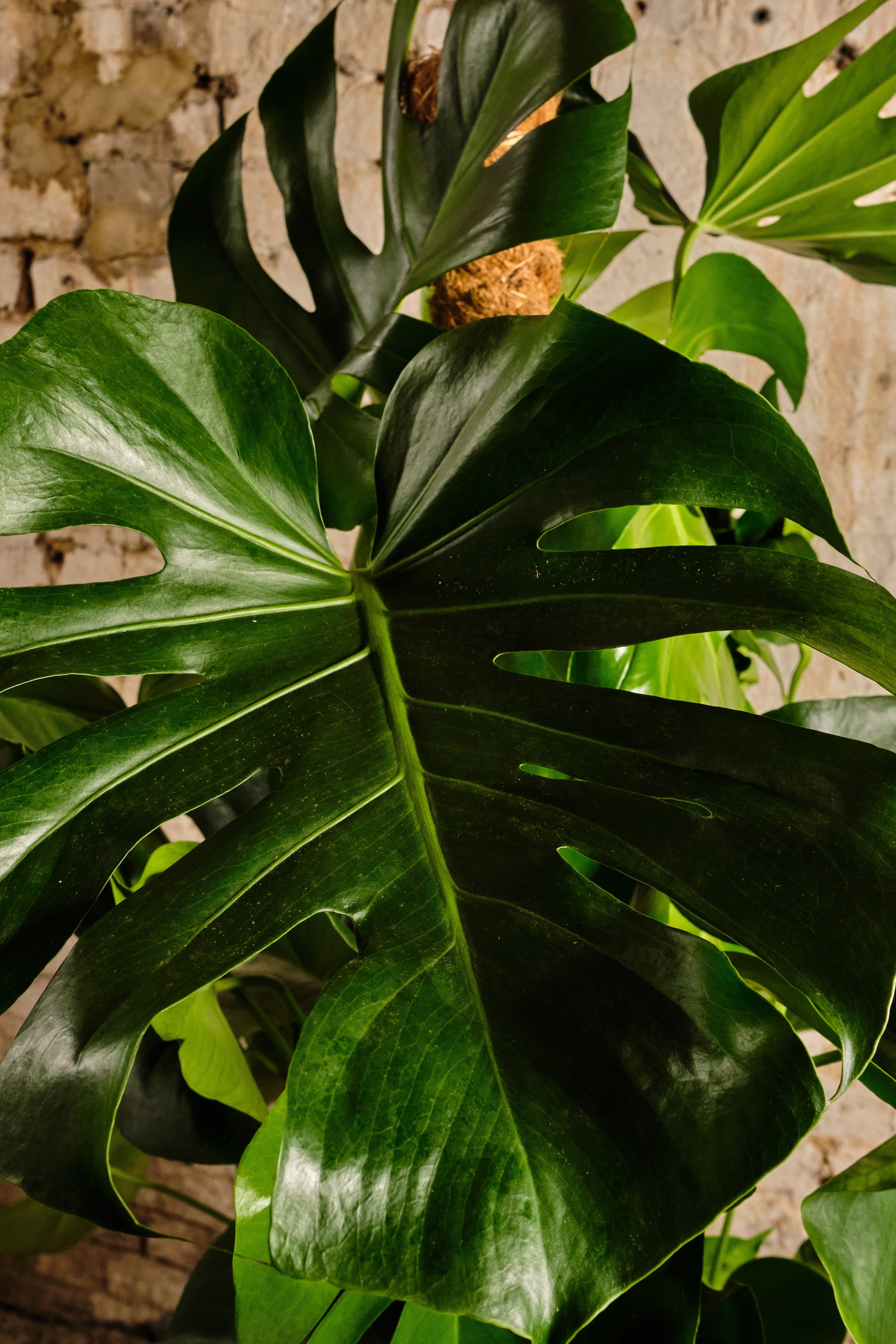 Monstera Deliciosa Swiss Cheese Plant - Indoor Houseplant for Home & Office Decor - Local Delivery or Click & Collect Available