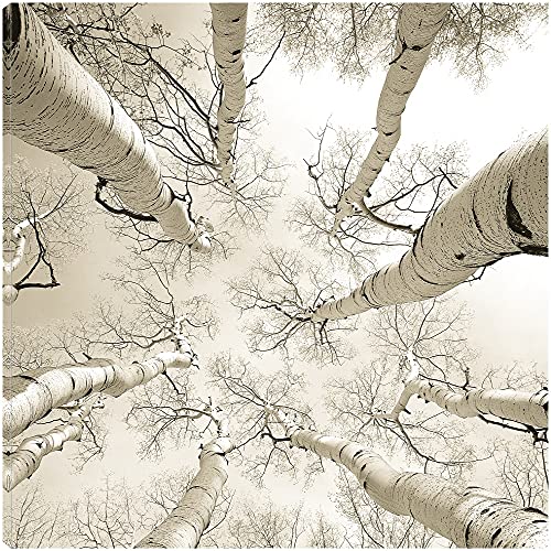 Silver Birch