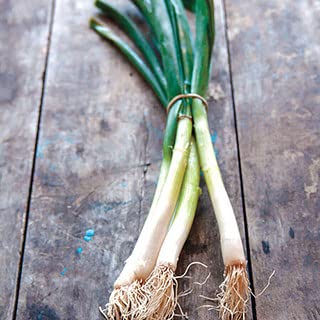 Organic Parade Scallion