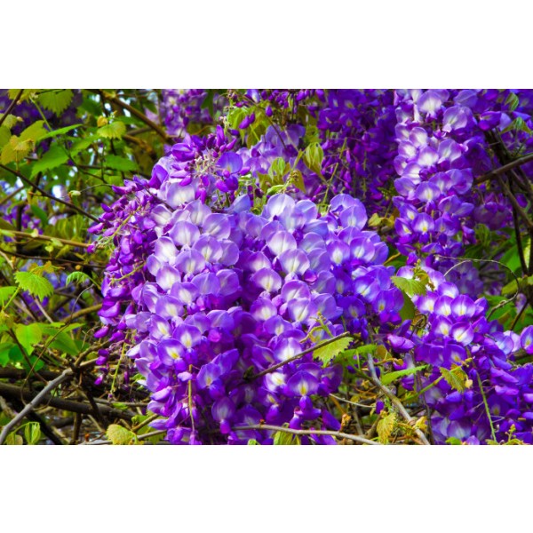 Wisteria Seeds & Plants for Sale - Beautiful Purple Flowering Vines for Gardens, Arbors & Landscaping | Perfect for Outdoor Decor & Wedding Bouquets