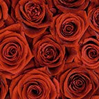Red Roses