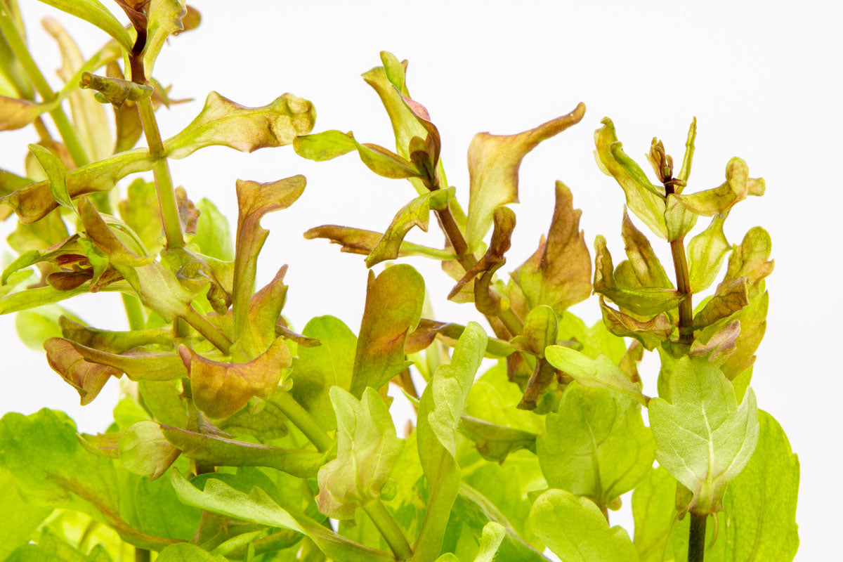 Shinnersia Rivularis Aquatic Plant for Aquariums - Perfect for Freshwater Tanks, Fish Tanks & Aquatic Gardens