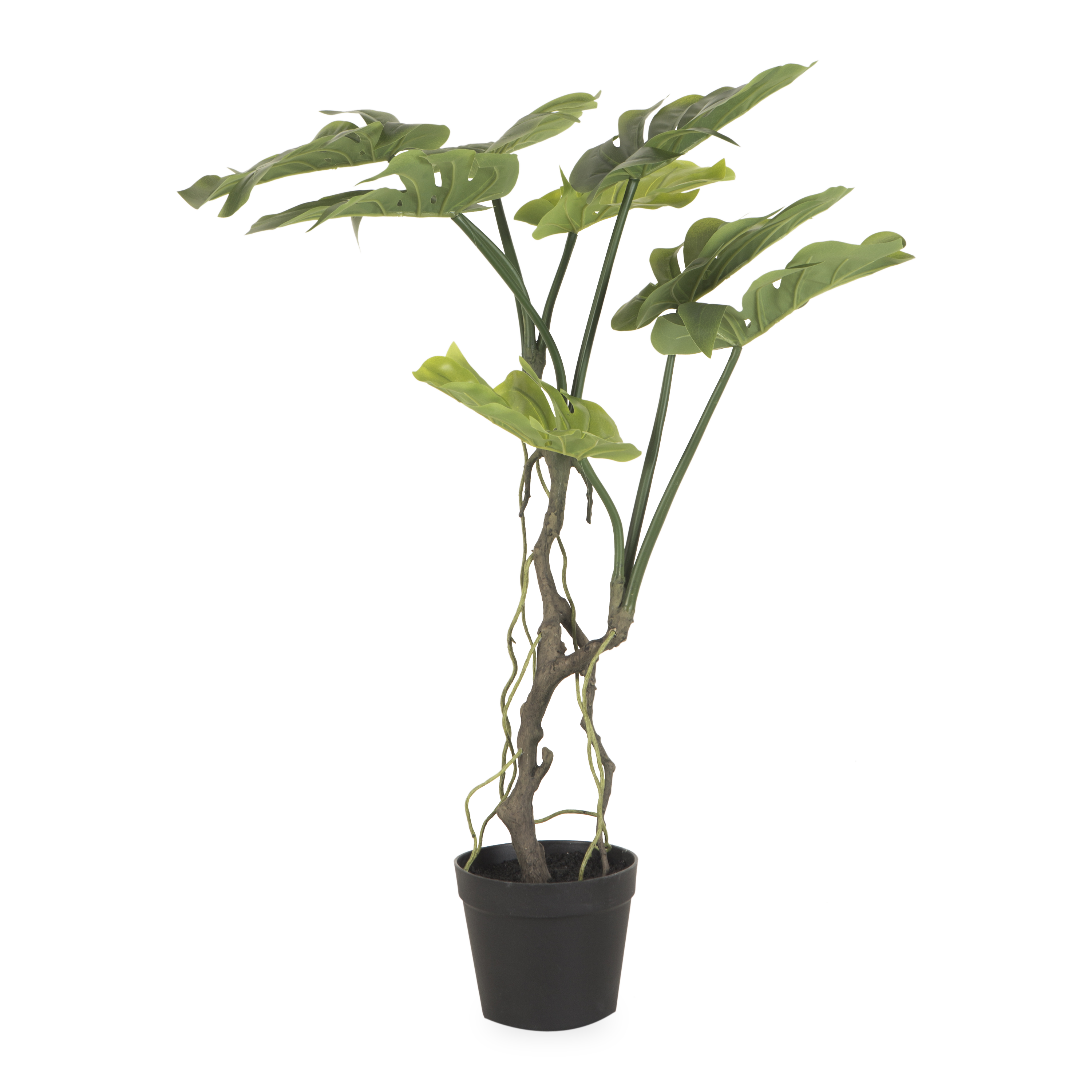 Japanese Aralia Tree (Fatsia Japonica) - Exotic Evergreen Shrub for Indoor & Outdoor Landscaping | Perfect for Home Gardens, Office Decor, and Shaded Areas
