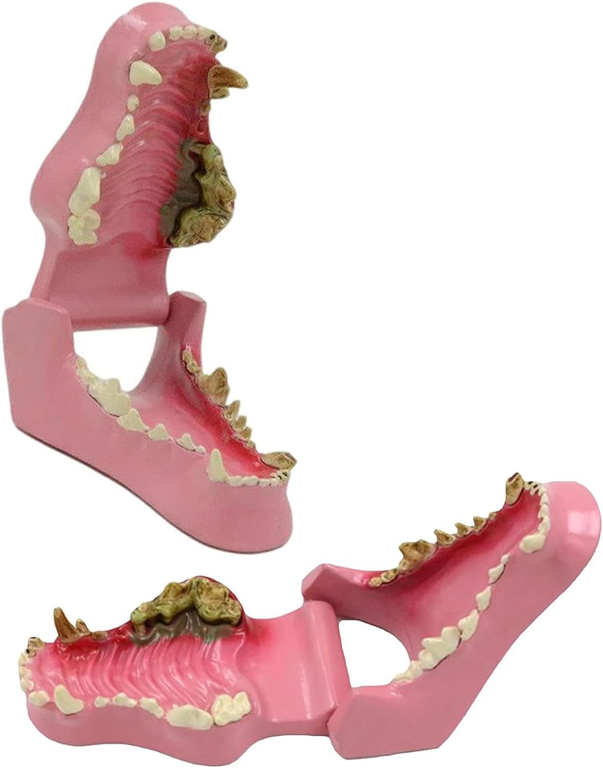 Veterinary Dental Anatomy Model - Canine Teeth & Pathological Dog Tooth Model for Veterinary Learning, Teaching & Education | Ideal for Vet Students, Classrooms & Dental Clinics