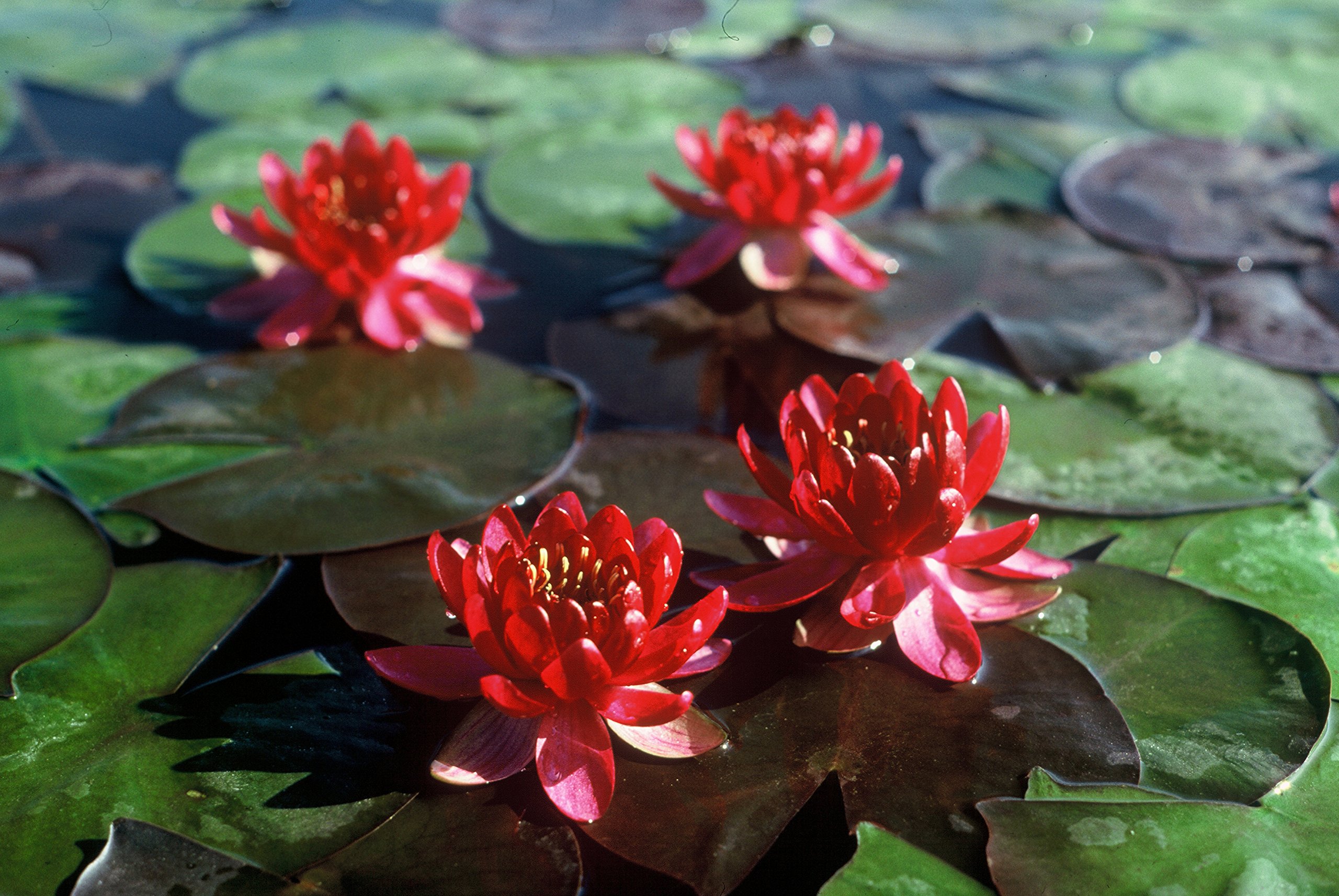 Perry's Baby Red Water Lily Bare Root - Stunning Red Aquatic Plant for Ponds, Water Gardens & Landscaping | Perfect for Outdoor Decor & Natural Water Features
