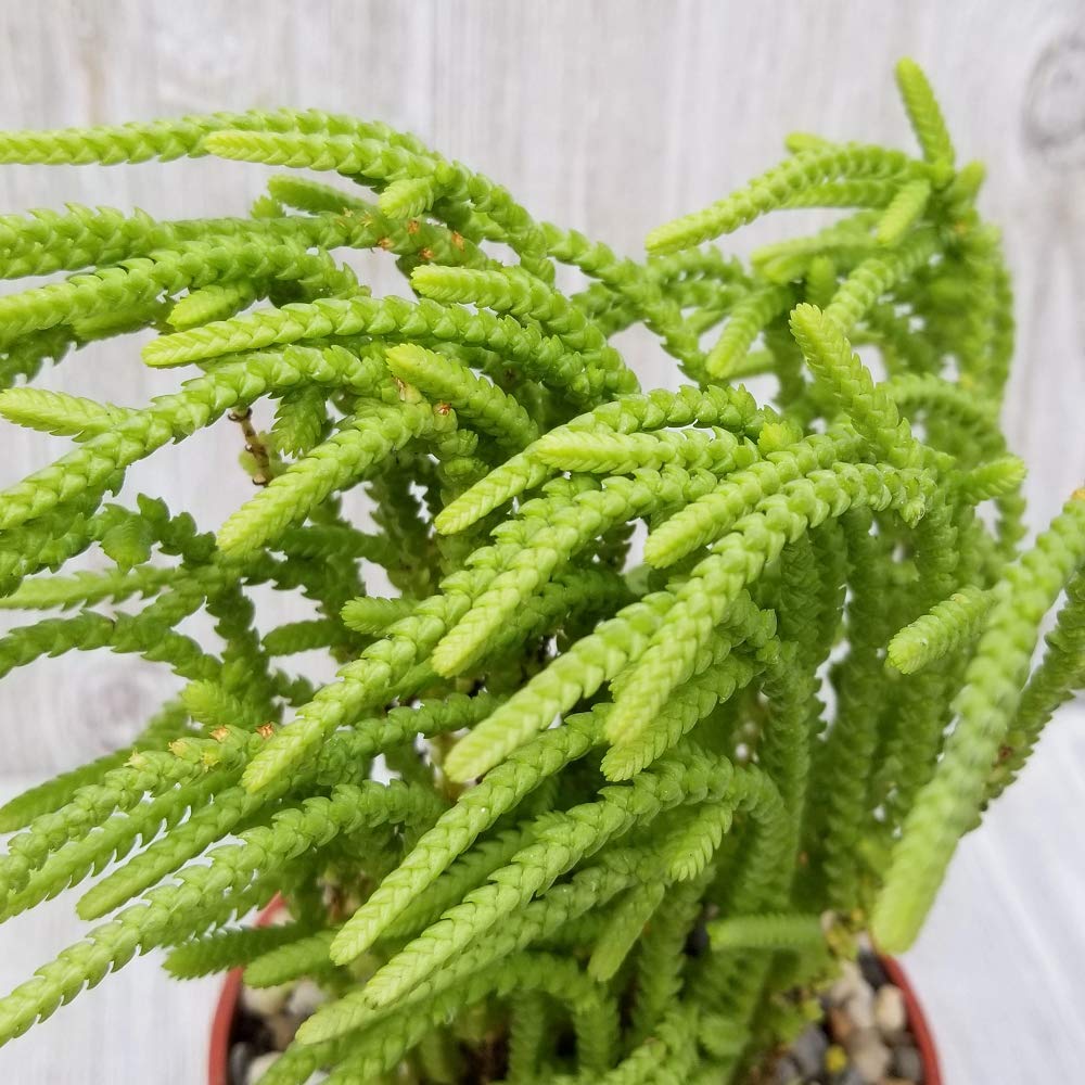 Crassula Muscosa Lycopodioides Succulent Plants - Set of 2 in 3.5 Inch Pots | Watch Chain Succulents for Home Decor, Office Desk & Garden Arrangements
