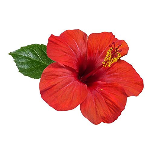 VS Products Hibiscus Flower Powder (Sembaruthi Flower Powder) 850g - Organic & Natural for Hair Care, Skin Care & Herbal Tea - DIY Beauty & Wellness Recipes