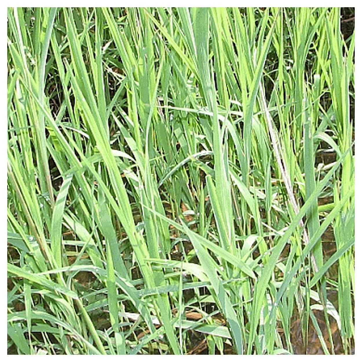 Everwilde Farms - 1000 Rice Cut Grass Native Grass Seeds (Echinochloa oryzoides) - Gold Vault Seed Packet for Landscaping, Erosion Control & Wildlife Habitats