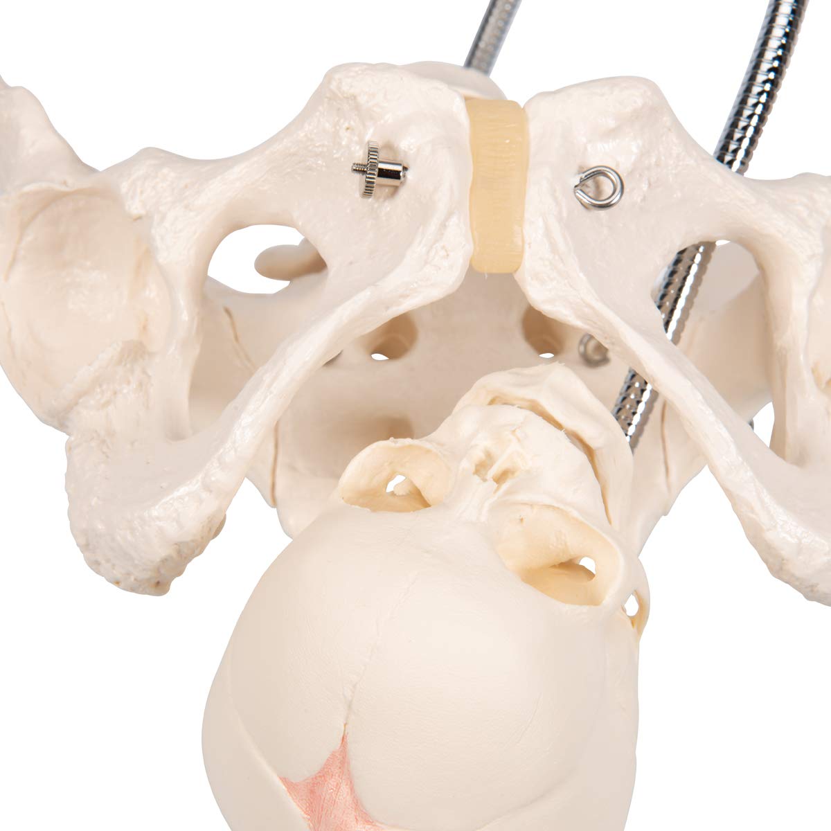 3B Scientific L30 Childbirth Demonstration Pelvis Model - 3B Smart Anatomy | Medical Teaching Tool for Obstetrics & Midwifery Training | Perfect for Classroom, Hospital, and Clinical Education