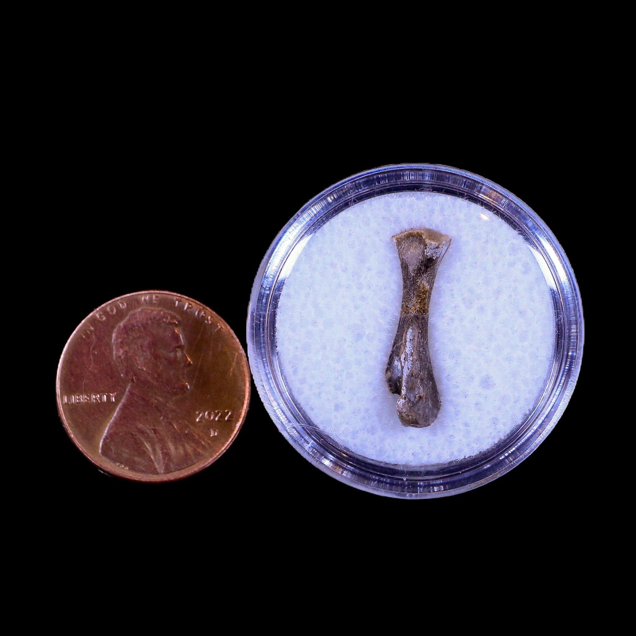 Authentic Captorhinus Aguti Fossil Femur Bone - Permian Age Reptile (299 Million Years Old) with COA - Perfect for Paleontology Displays, Educational Collections & Fossil Enthusiasts
