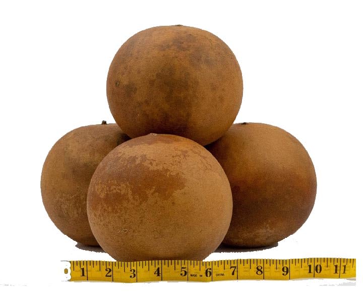 Cannon Ball Gourds for Crafts - Pack of 20 Washed & Ready to Use - Perfect for Fall Decorations, DIY Projects, and Holiday Centerpieces