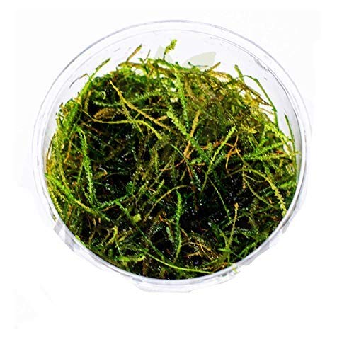1 Cup Mainam Vesicularia Dubyana | Java Moss Live Aquarium Plant - Naturally Grown Freshwater Tropical Plant for Aquarium Decor, Terrarium & Vivarium - Perfect for Fish Tanks, Shrimp Habitats & Aquatic Displays
