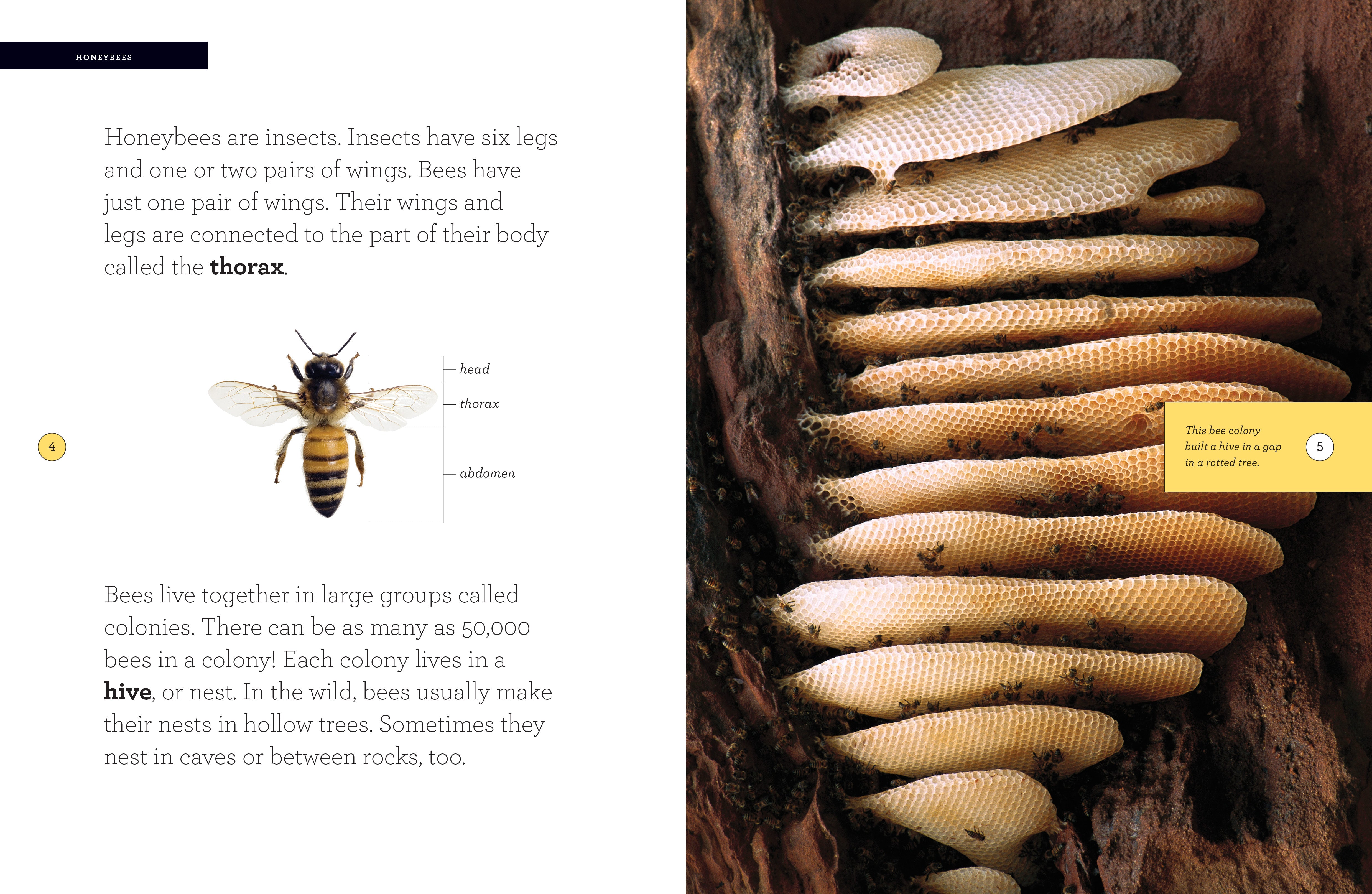Bee Book 9781608182145 - Educational Guide for Kids & Nature Lovers | Perfect for Homeschooling & Outdoor Learning Activities