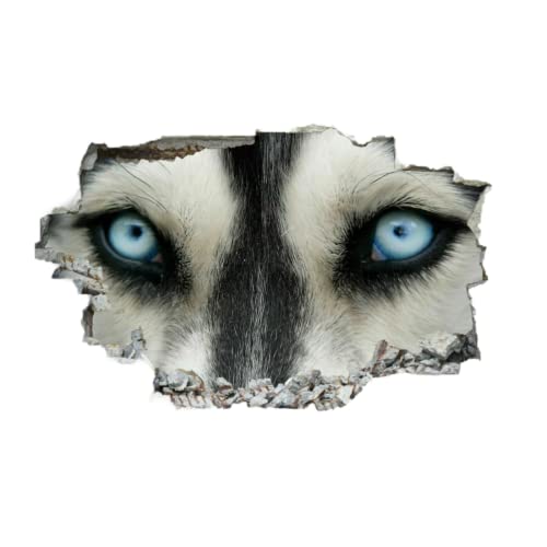 Dog's Eyes