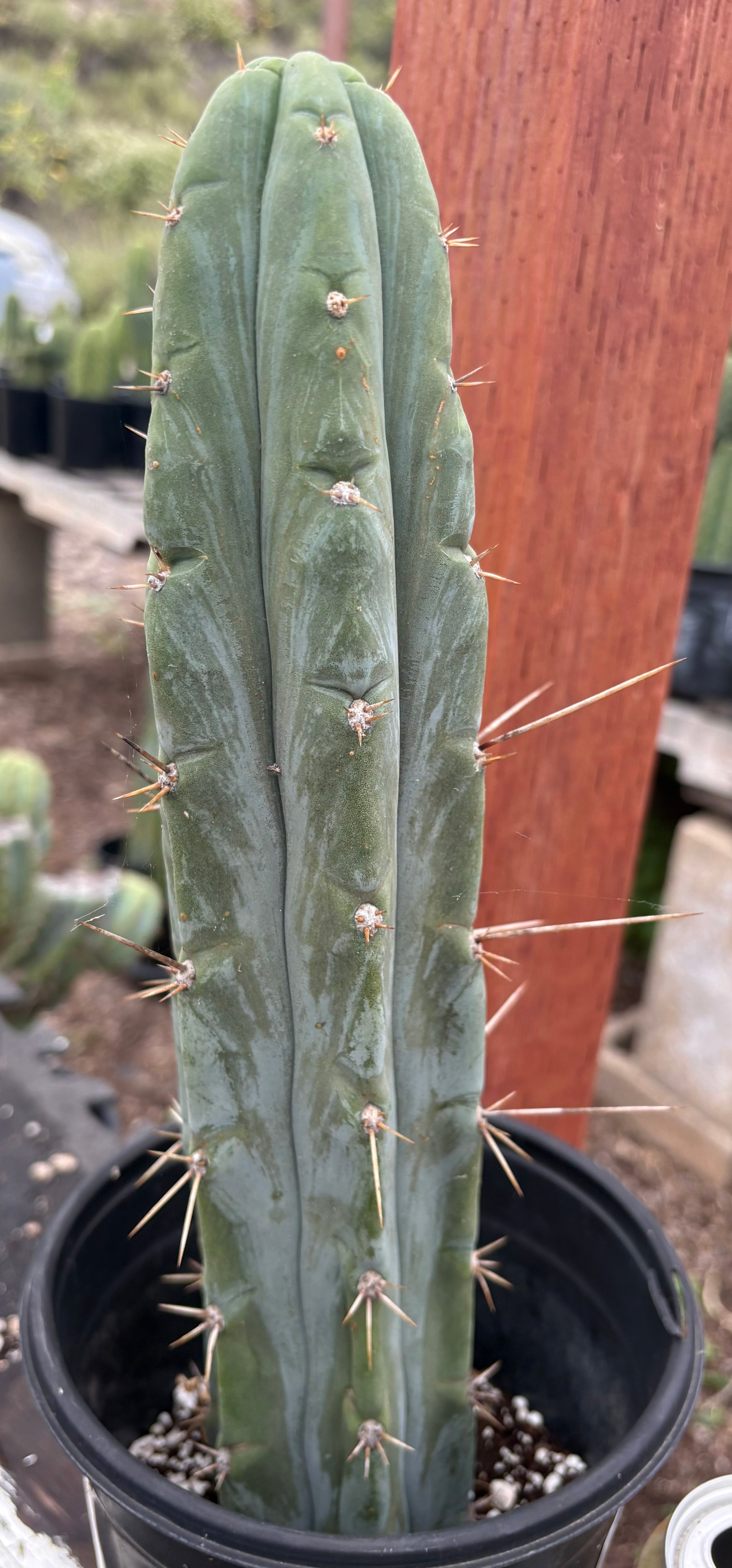 EC261 Trichocereus Peruvianus X Bridgesii 'Swerve' Cactus - 13.5 Inch Tall Rare Hybrid Succulent Plant for Home Decor, Garden & Spiritual Ceremonies
