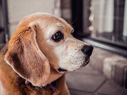 Beagle Dog Poster - 20x30 Inch Laminated Wall Art with Vibrant Colors - Perfect for Pet Lovers Home Decor, Living Room, Bedroom & Office