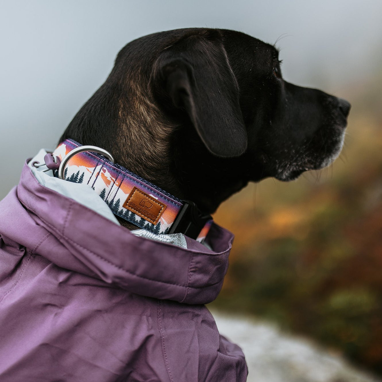 Premium Reflective Dog Collar with Adjustable Buckle - Waterproof & Durable for Small Medium Large Dogs - Perfect for Night Walks, Hiking & Outdoor Adventures