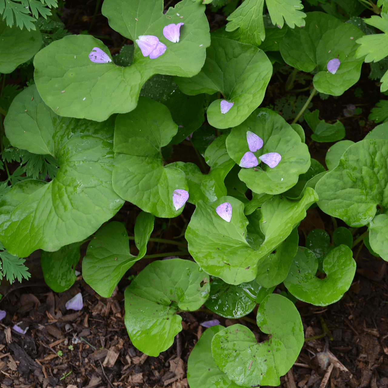 Bare Root Wild Ginger Plant (Asarum canadense) - Perennial Shade Garden Ground Cover for Woodland Landscaping