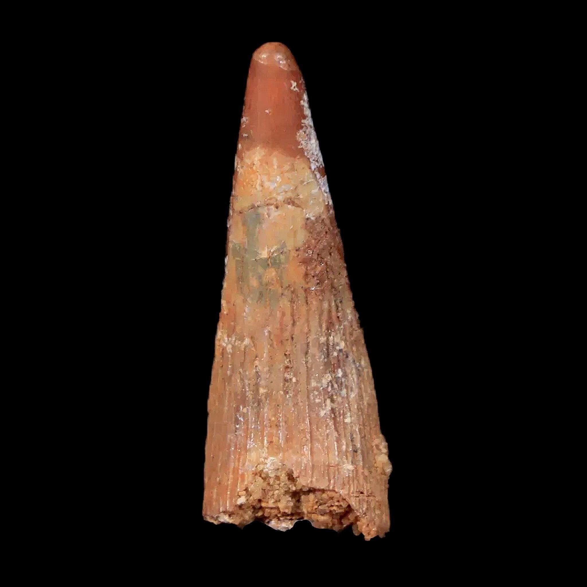 Authentic Pterosaur Coloborhynchus Fossil Tooth - Upper Cretaceous Era - Morocco Origin - Includes COA & Display Case - Perfect for Paleontology Collectors & Dinosaur Enthusiasts