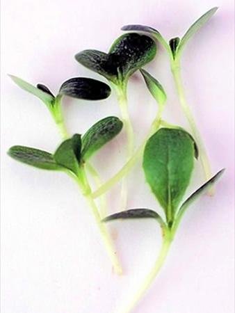Organic Broad Leaf Batavia Endive Seeds - 5 Lb Bulk Non-GMO Garden Seeds for Microgreens, Salad Gardening & Homegrown Greens | Perfect for Hydroponics, Indoor Planting & Healthy Eating