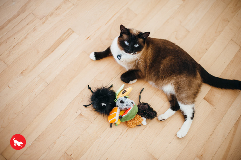 Feline Frenzy Cat Toy Set - Interactive Mouse Chase Game for Cats - Best for Indoor Play & Exercise