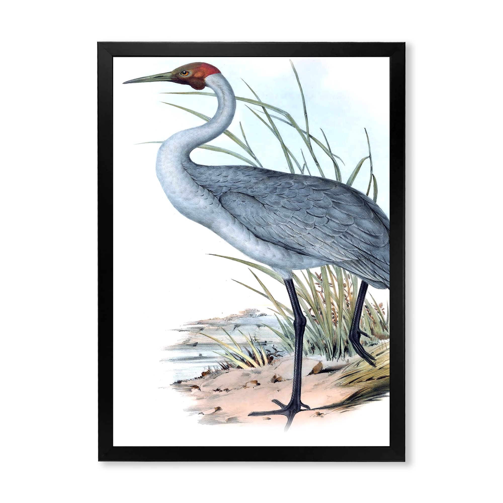 Vintage Australian Birds Wall Art - Traditional Framed Canvas Print - Home & Office Decor for Living Room, Bedroom, Study