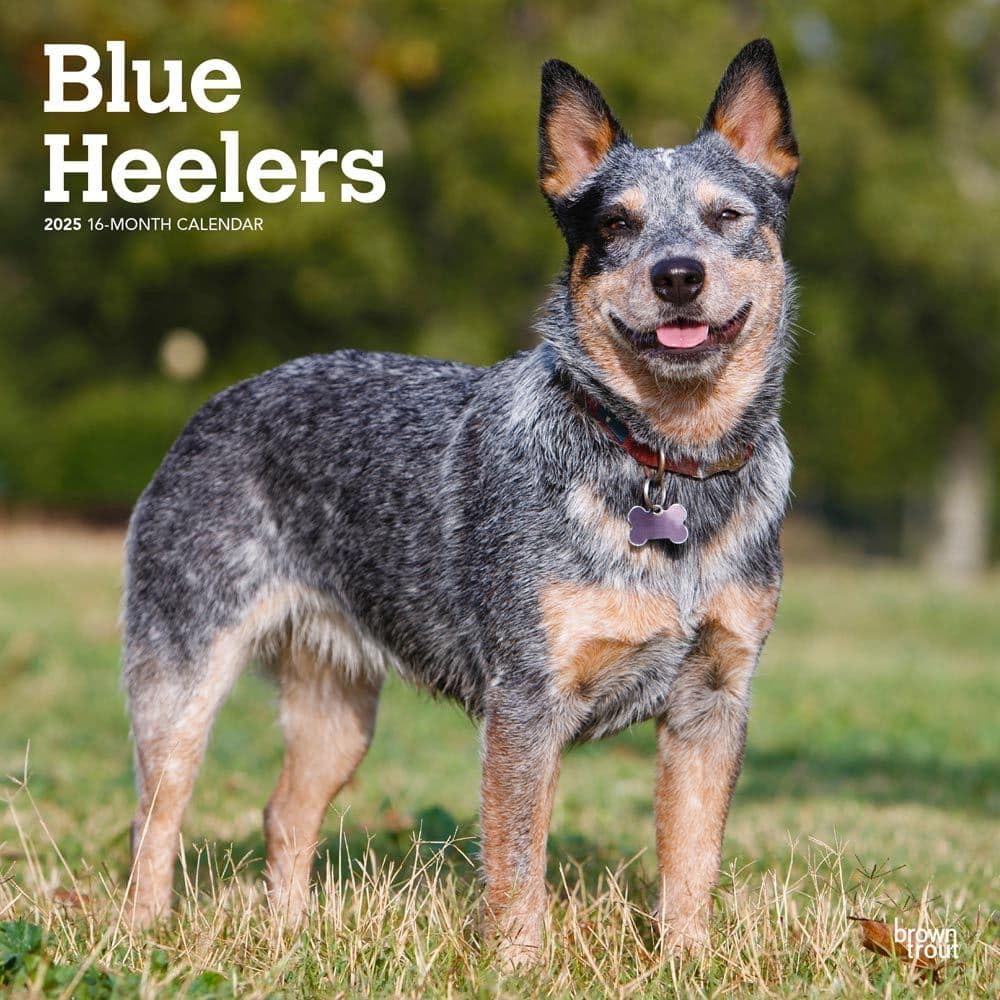 2025 Brown Trout & Blue Heelers Wall Calendar - Fishing & Dog Lovers Monthly Planner for Home, Office, or Gift