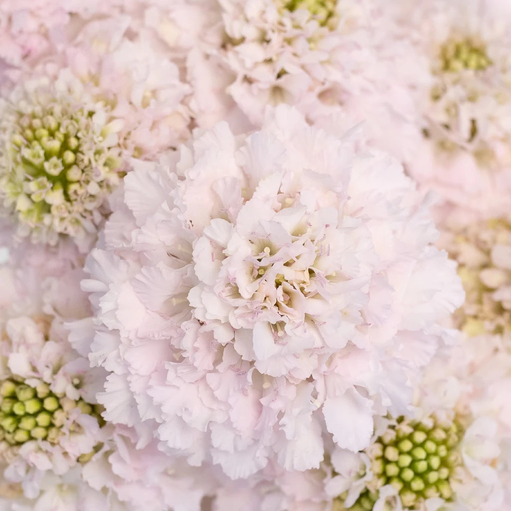 Blush Scabiosa Flower - Beautiful Cut Flowers for Wedding Bouquets, Home Decor & Floral Arrangements