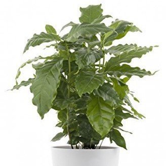 Dwarf Coffee Plant Seeds (Coffea Arabica Nana) - 5 Pack for Home Gardening, Indoor Planting & Future Storage - Perfect for DIY Coffee Growers & Plant Enthusiasts